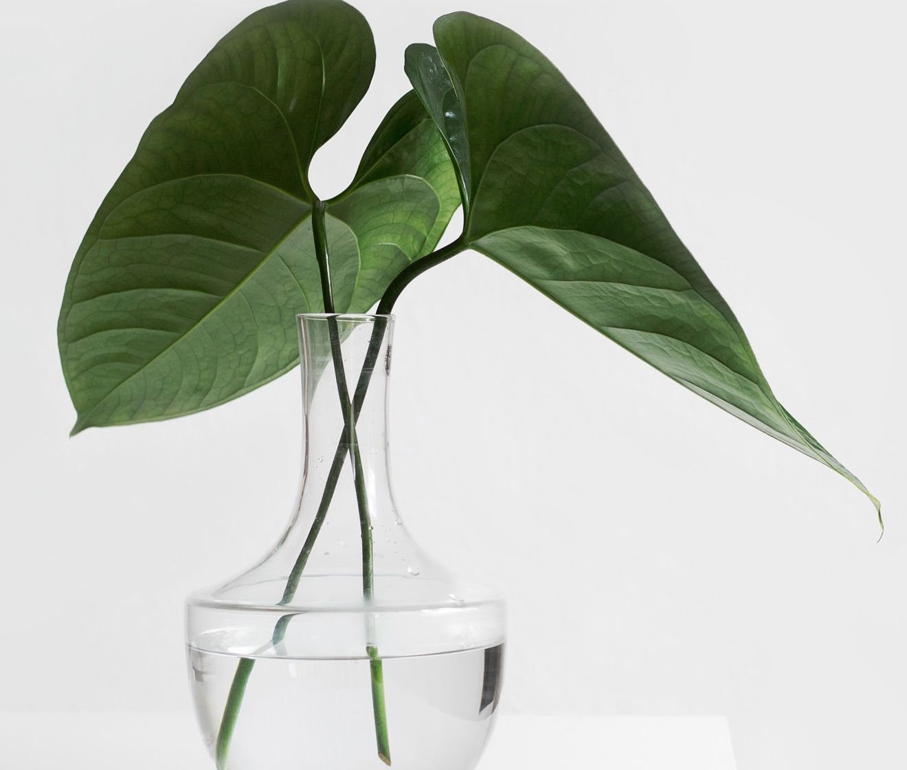 Graphic design stylish vase (Demo)